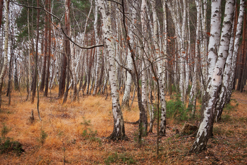 Birkenwald im Spätherbst