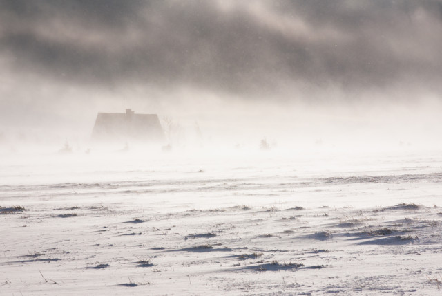 Winterwind, Cínovec