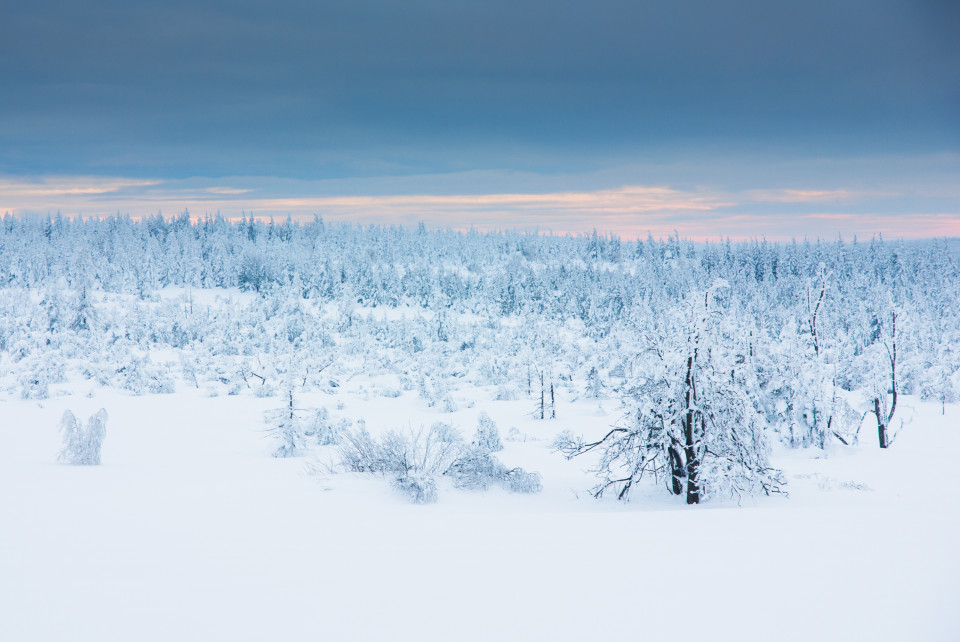 Winterlandschaft bei Cínovec