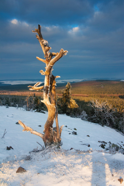 Baum auf dem Kahleberg