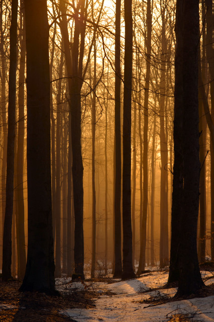 Vorfrühlingswald im Morgenlicht