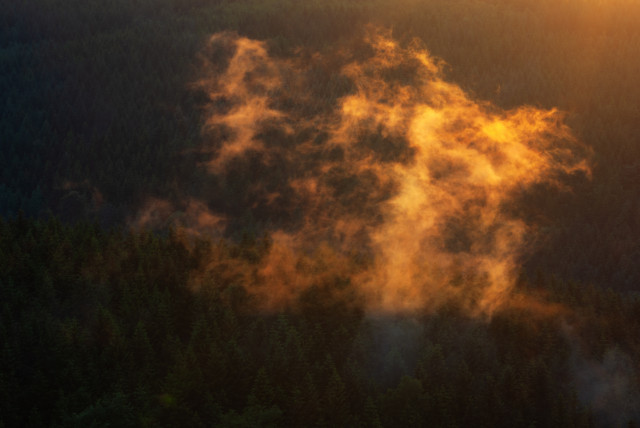 Nebelschwaden in der Abendsonne