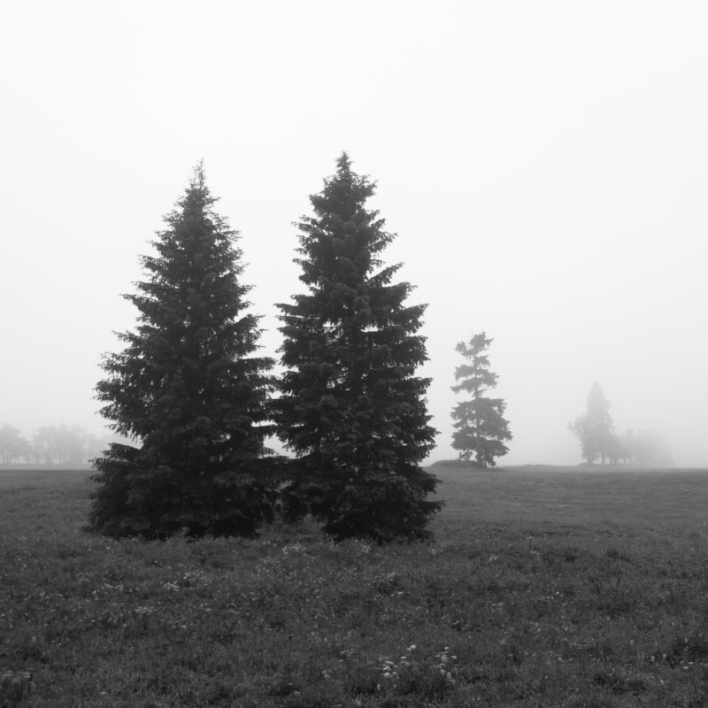 Bäume im Nebel bei Schellerhau