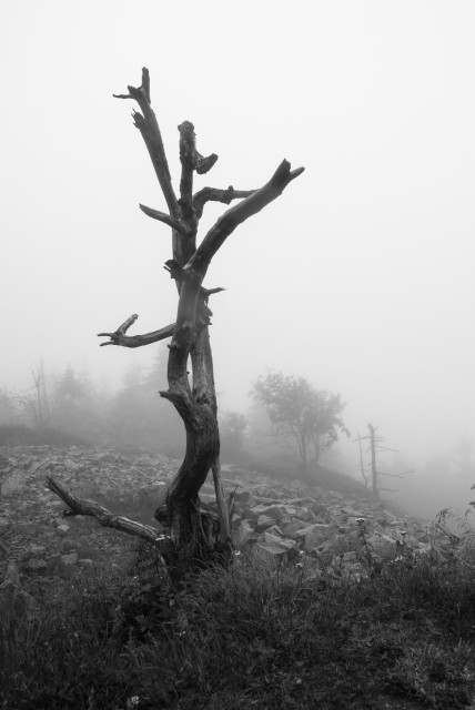 Nebel auf dem Kahleberg