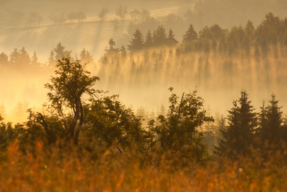 Morgenstimmung bei Zinnwald