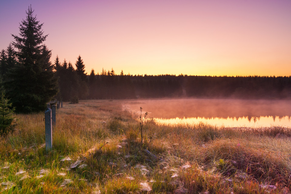 Wüster Teich am Morgen