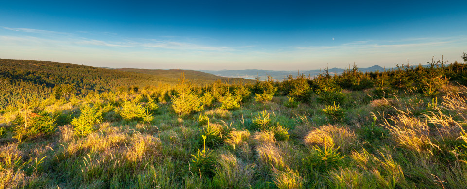 Erzgebirgskamm bei Cínovec