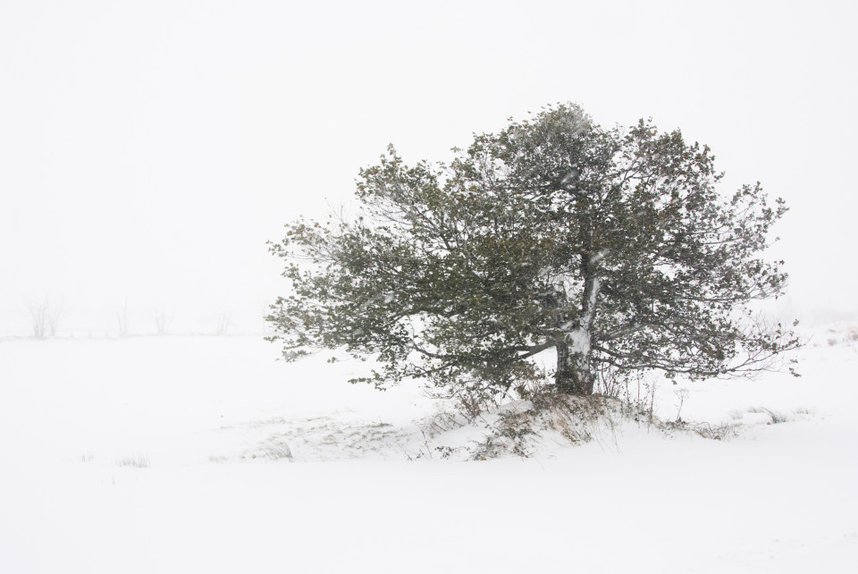 Früher Wintereinbruch, Zinnwald-Georgenfeld