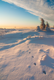 Wintermorgen bei Cínovec