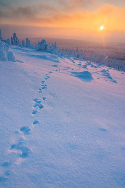 Tierspuren im Schnee auf dem Kahleberg