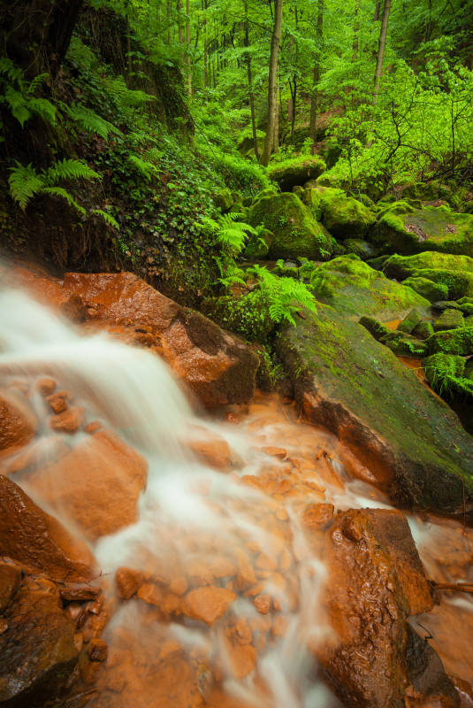 Quelle in der Dürrkamnitz-Schlucht (údolí Suché Kamenice)