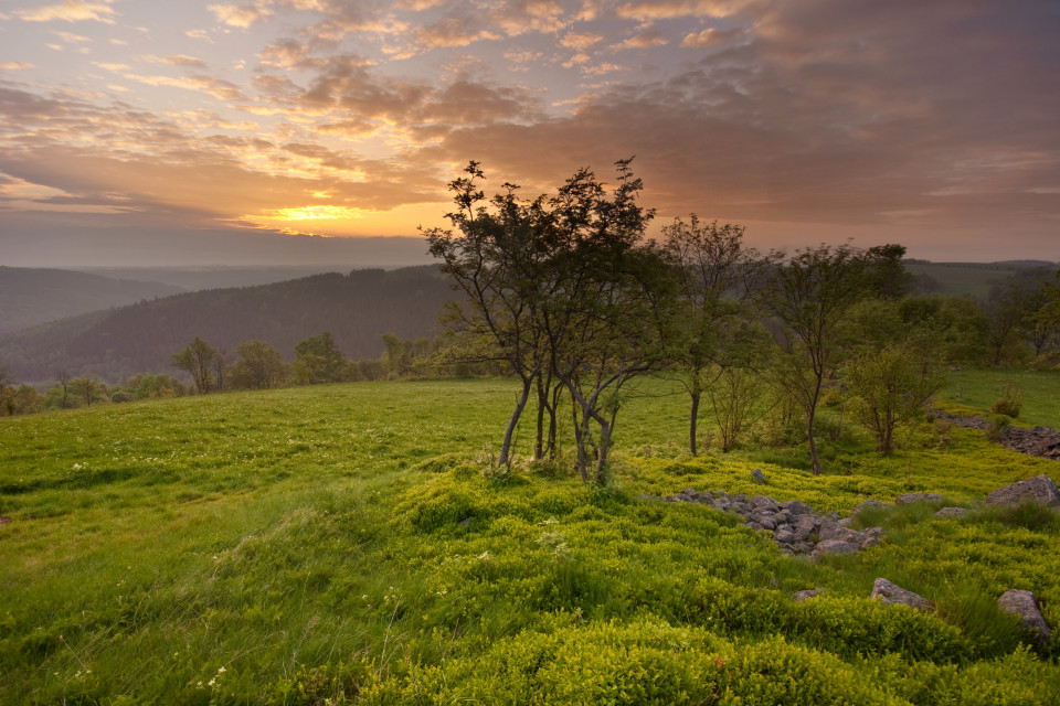 Frühlingsmorgen am Geisingberg