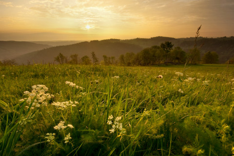 Geisingbergwiese