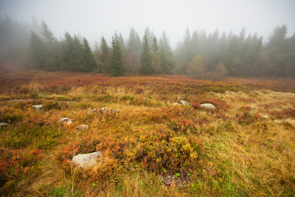 Landschaft im Nebel am Feldberg