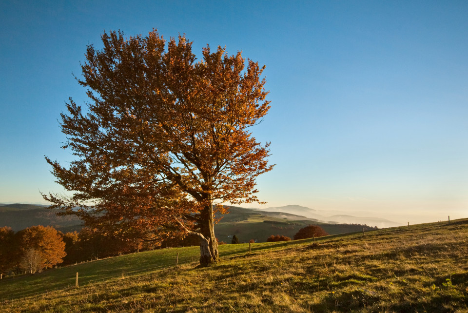 Inversionswetterlage am Schauinsland