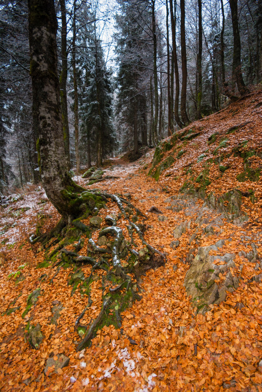 Erster Schnee am Feldberg