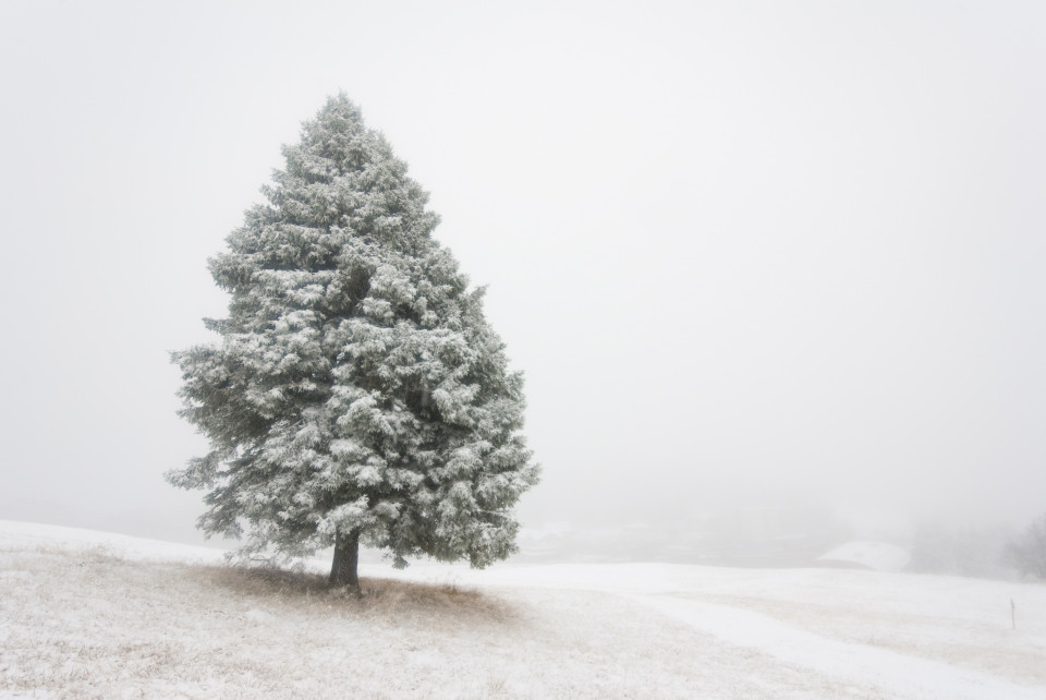 Erster Schnee am Feldberg