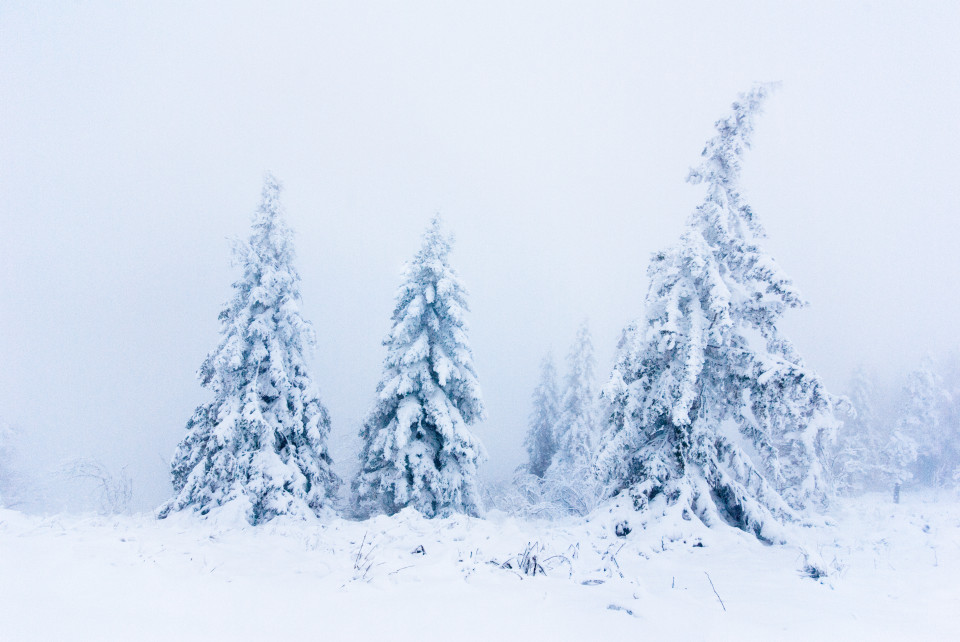 Bäume im Nebel am Feldberg