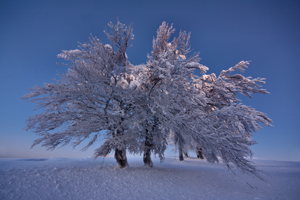 Windbuchen am Schauinsland in der Morgendämmerung