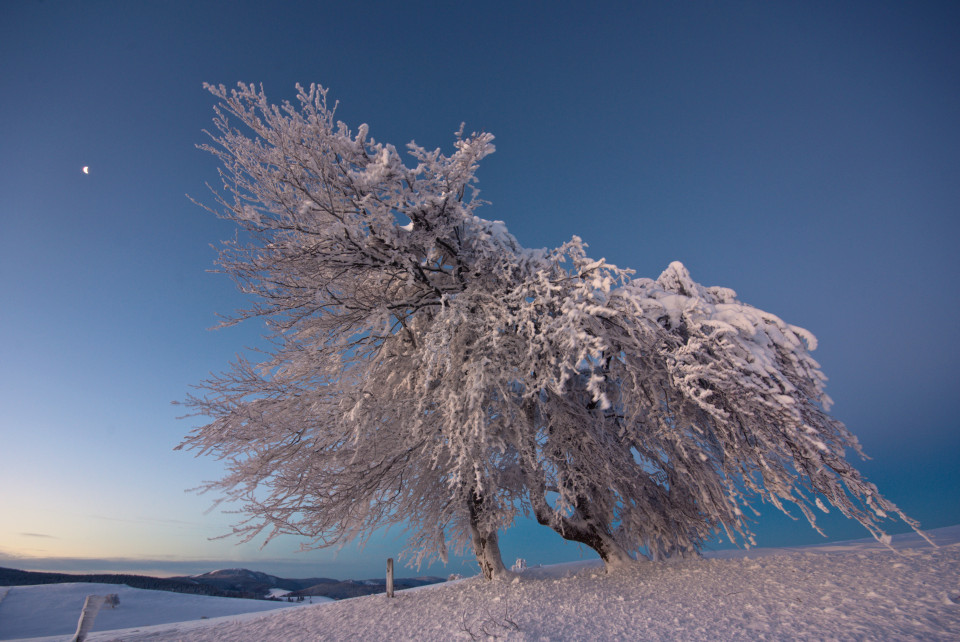 Windbuchen am Schauinsland in der Morgendämmerung