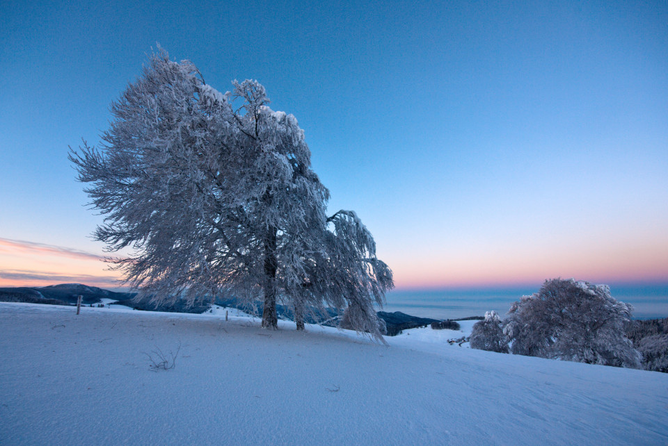 Windbuchen am Schauinsland in der Morgendämmerung