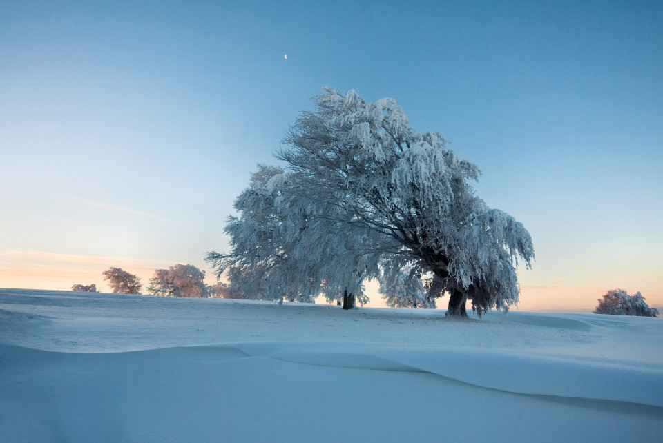 Windbuchen am Schauinsland in der Morgendämmerung