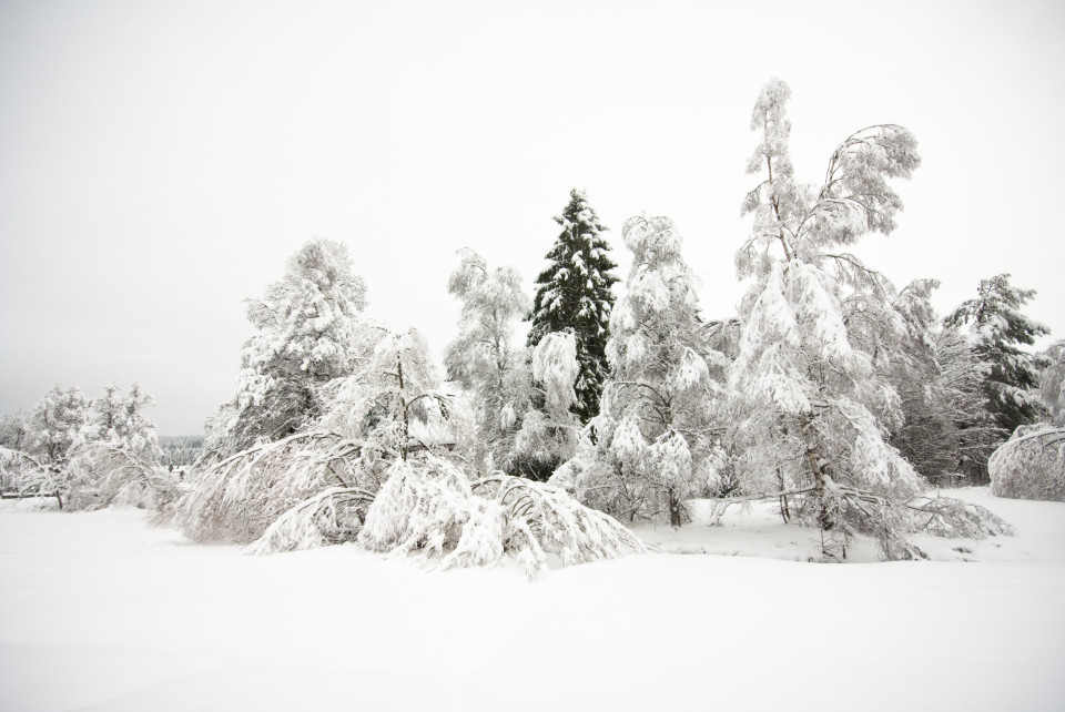 Verschneite Bäume in Hinterzarten