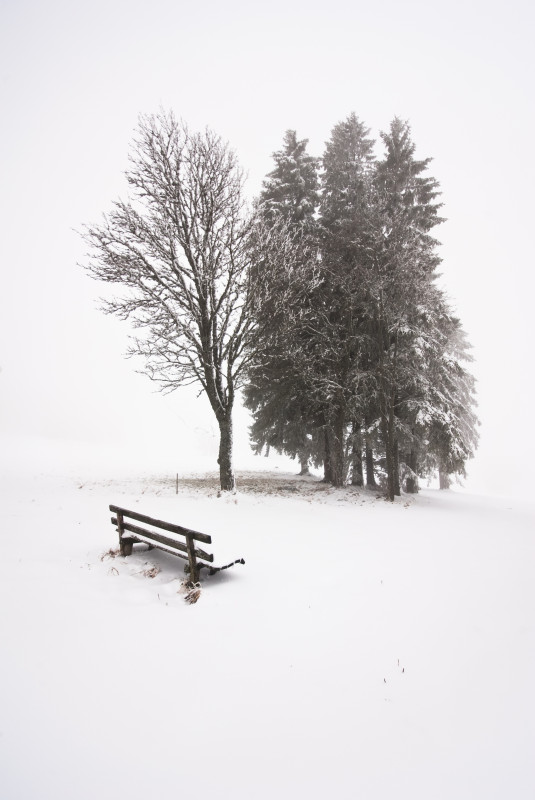 Neuschnee und Nebel am Fahrenberg bei Breitnau