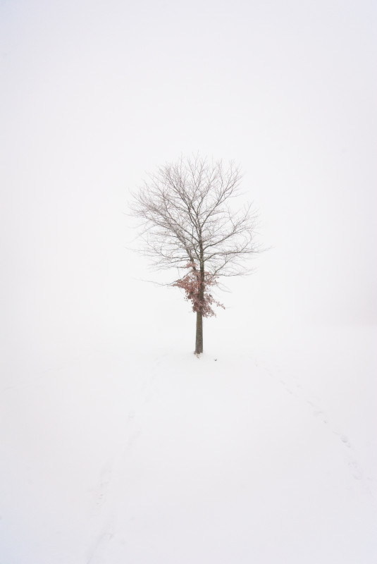 Neuschnee und Nebel am Fahrenberg bei Breitnau