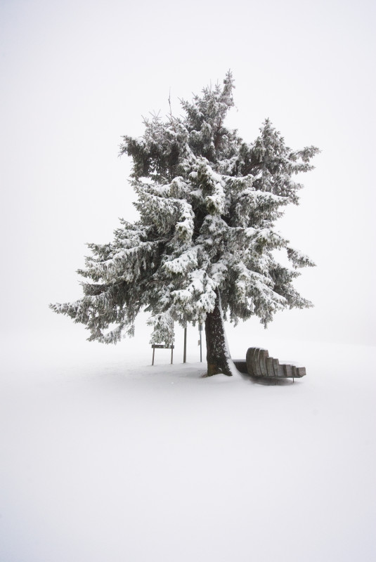 Neuschnee und Nebel am Fahrenberg bei Breitnau ("Landsitz" Fahrenberger Höhe)