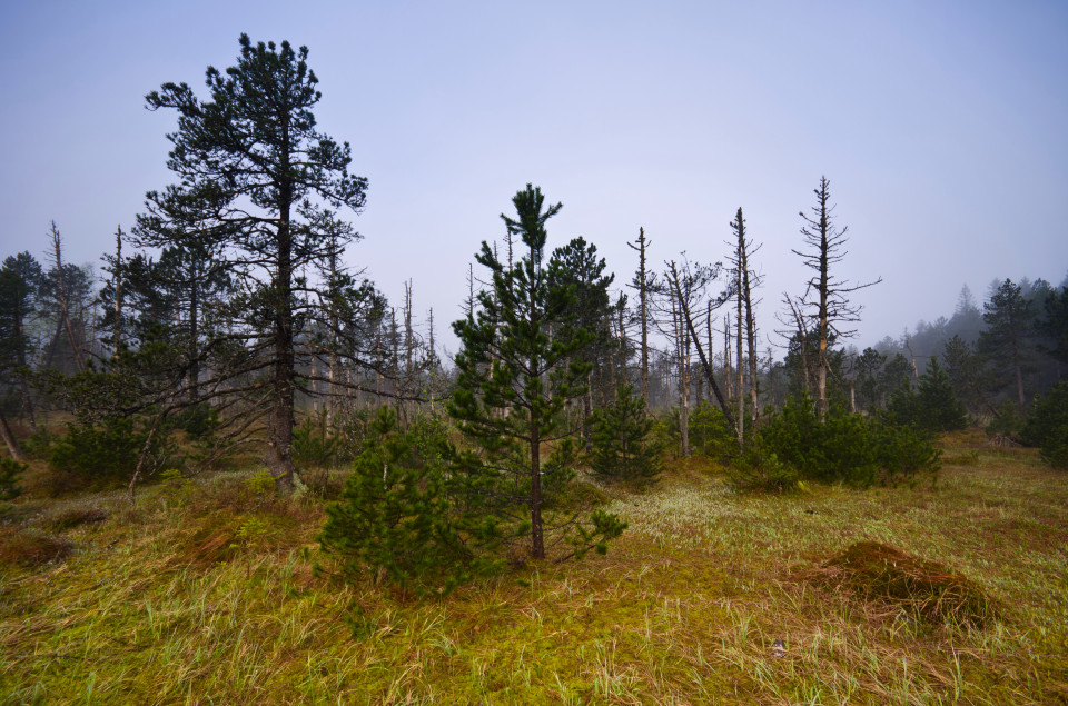 Hinterzartener Hochmoor