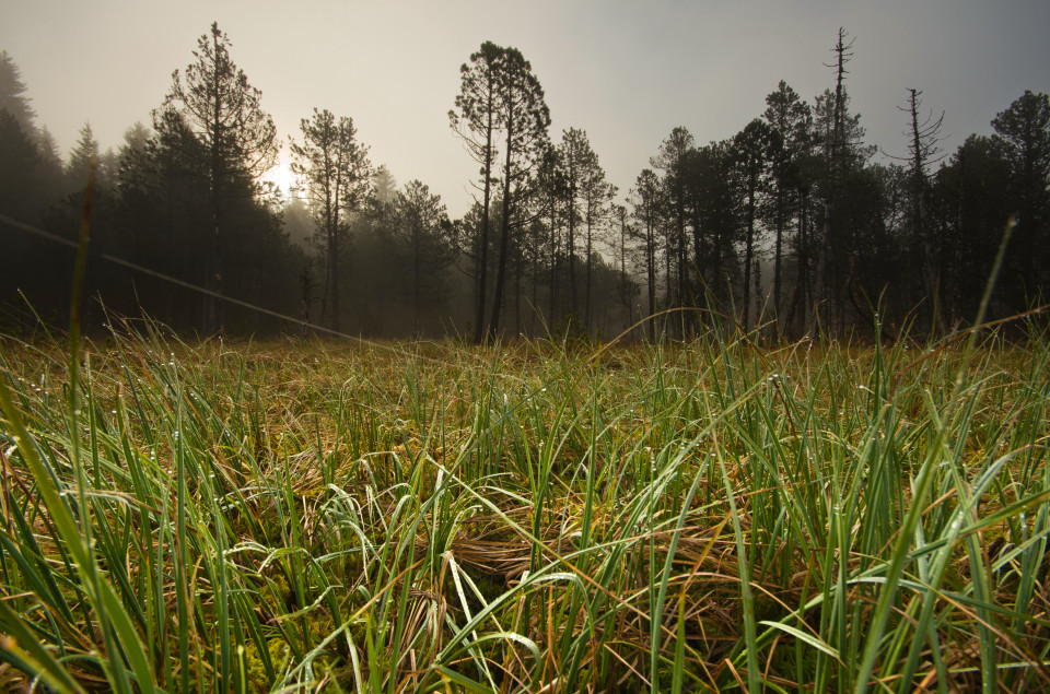 Hinterzartener Hochmoor