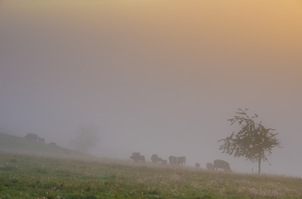 Nebelstimmung in Breitnau-Einsiedel