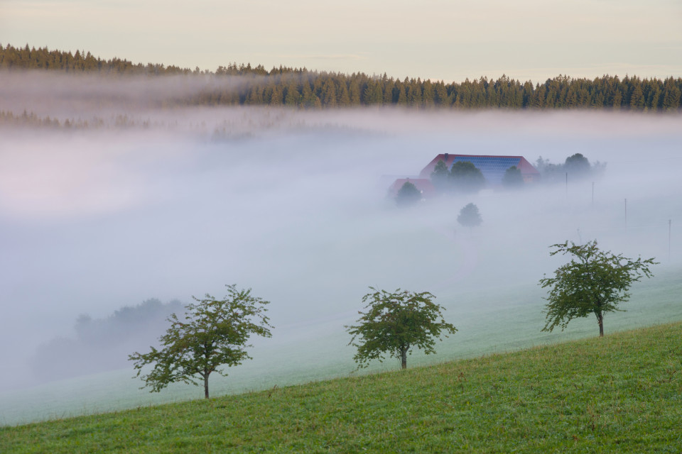 Frühnebel in Breitnau-Bruckbach