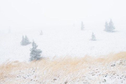 Erster Schnee am Feldberg