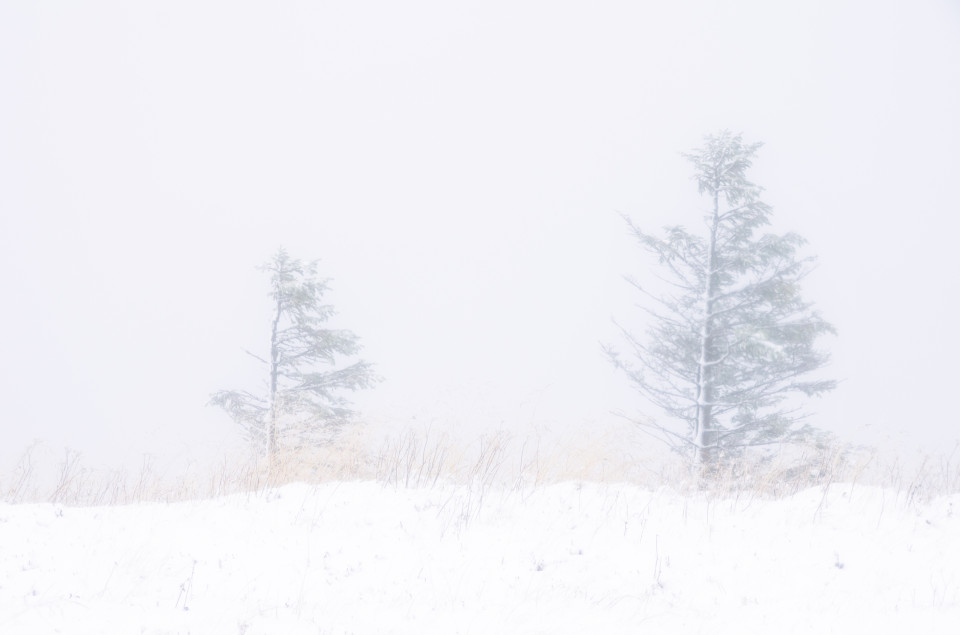 Erster Schnee am Feldberg