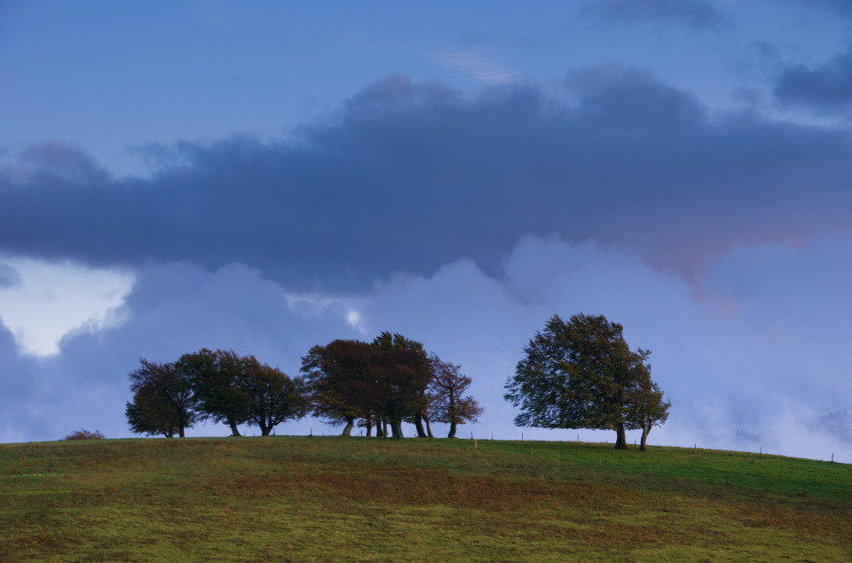 Windbuchen am Schauinsland