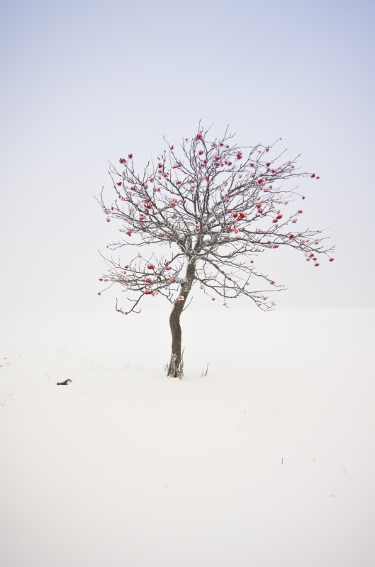 Wintereinbruch am Feldberg