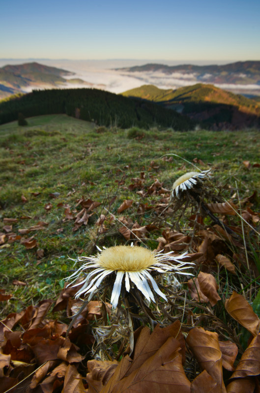 Silberdistel auf dem Häusleberg