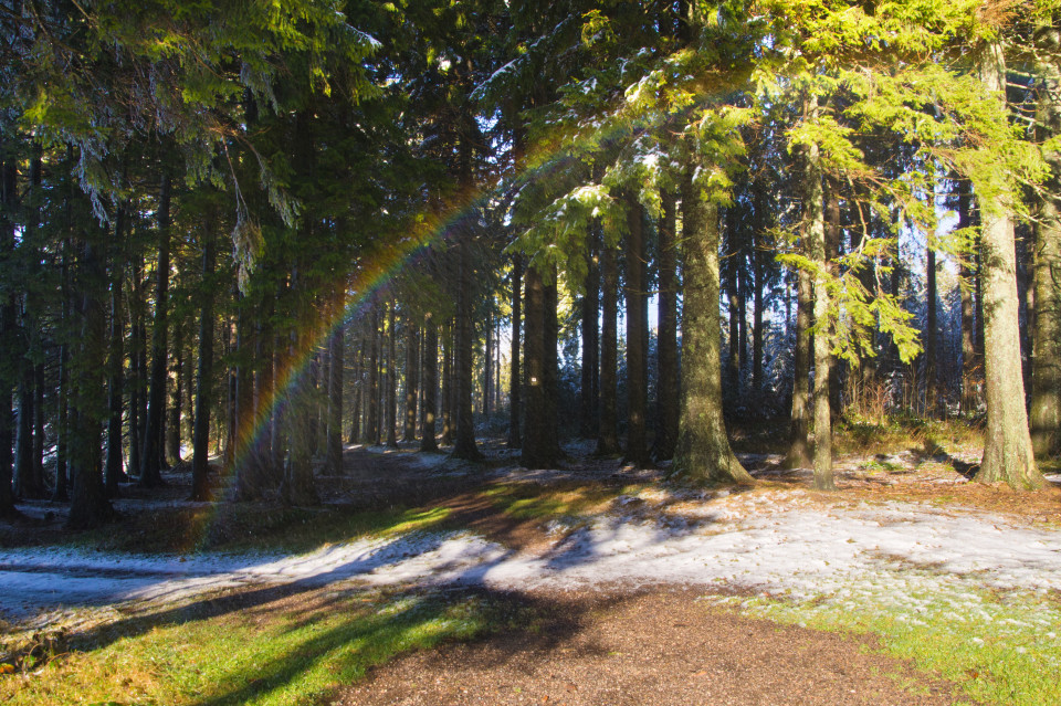 Regenbogen im Schmelzwasser unter den Bäumen