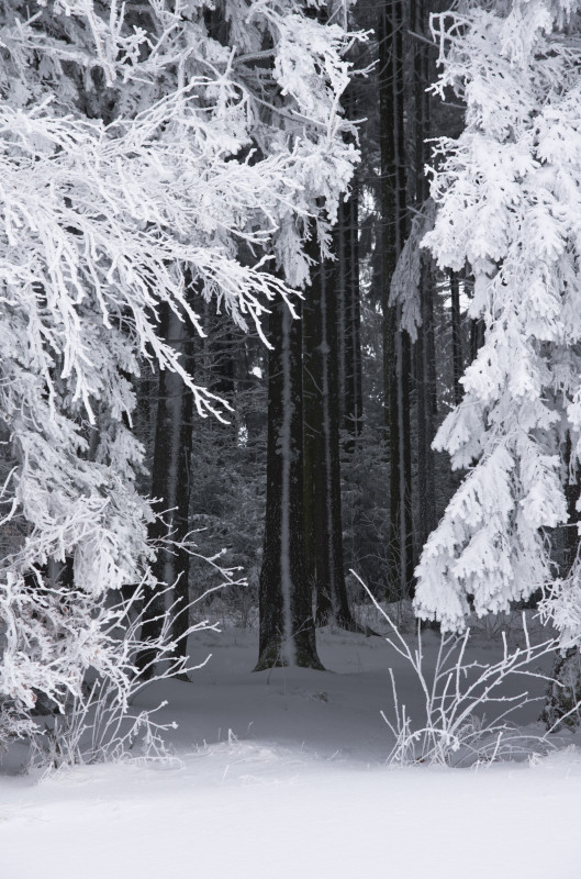 Winterwald bei St. Märgen