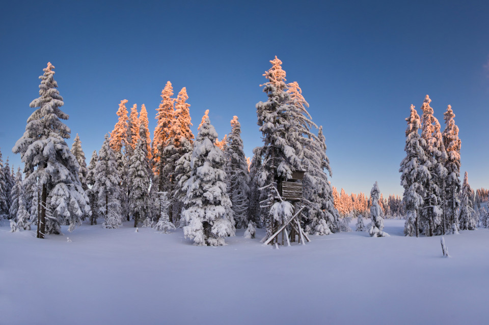 Winterwald im Feldberggebiet nahe Zweiseenblick