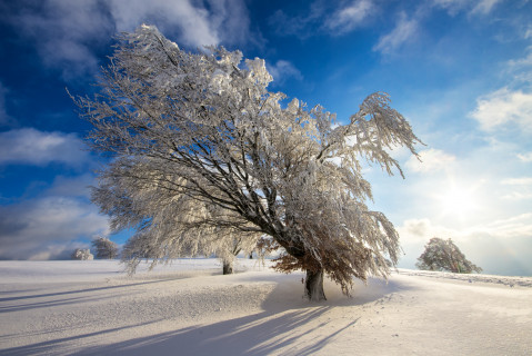 Windbuche im Winter