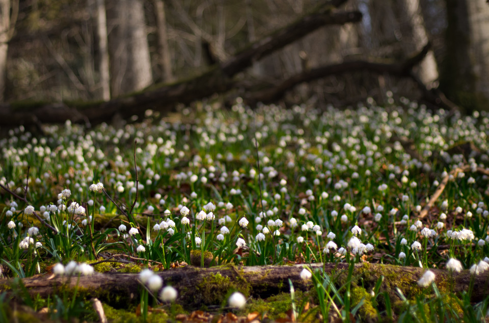 Märzenbecherblüte in den Wutachflühen