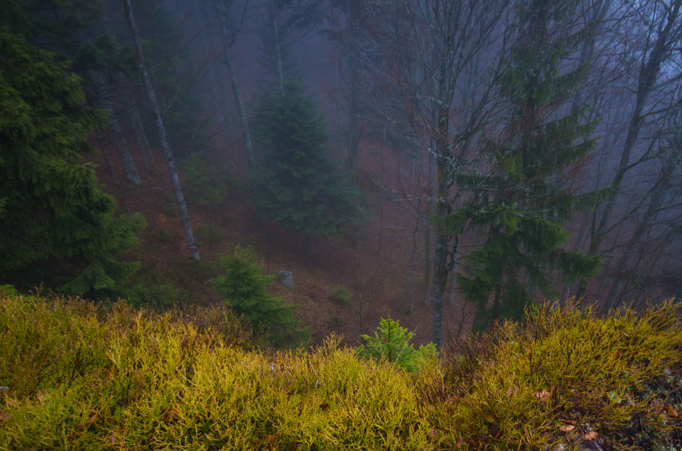 Am Dürrstein bei Simonswald im Regen