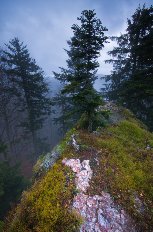 Am Dürrstein bei Simonswald im Regen