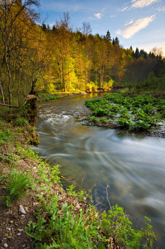 Frühling in der Wutachschlucht