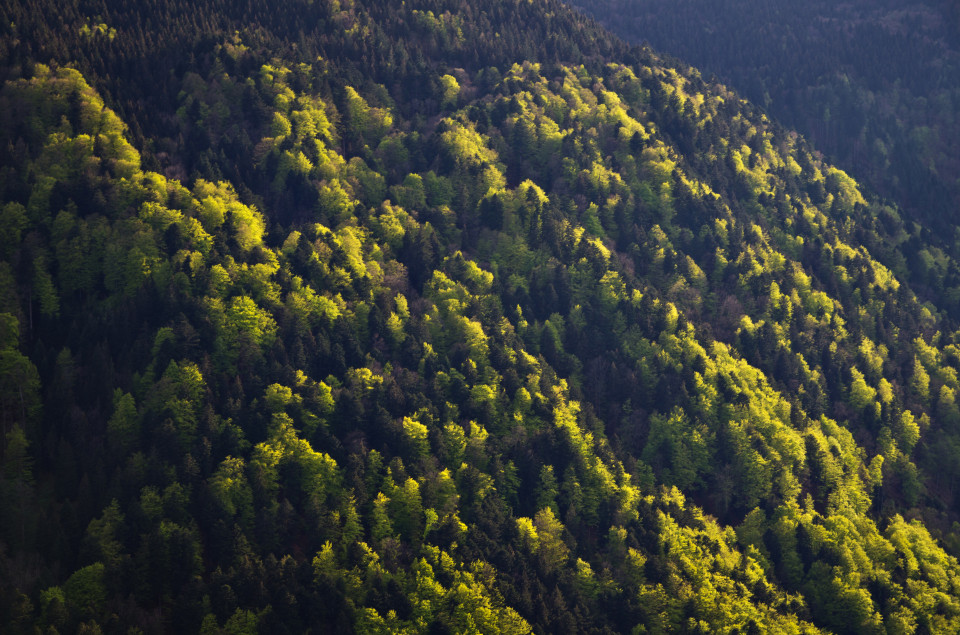 Mischwald im Höllental im Frühling