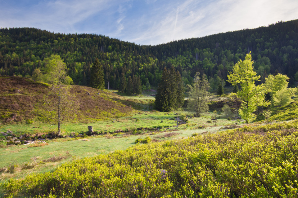 Klusenmoräne bei Menzenschwand