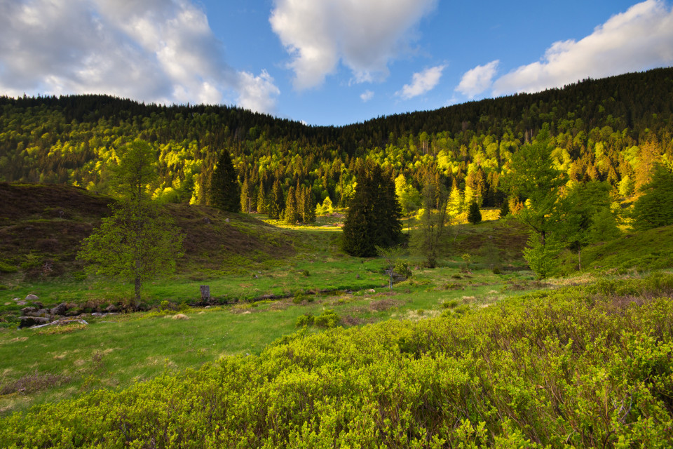 Klusenmoräne bei Menzenschwand